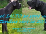 Chiots Cane Corso LOF de bon gabarit à naître