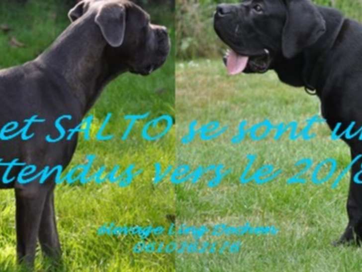 Chiots Cane Corso LOF de bon gabarit à naître