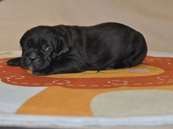 Chiots Cane Corso LOF de bon gabarit à naître