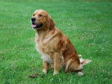 Cherche femelle Golden Retriever LOF couleur fauve or pour saillie