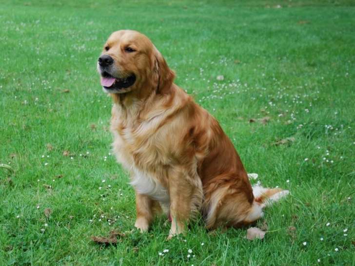 Cherche femelle Golden Retriever LOF couleur fauve or pour saillie