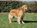 Cherche femelle Golden Retriever LOF pour saillie