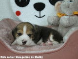 3 mâles et 3 femelles Beagle LOF à réserver