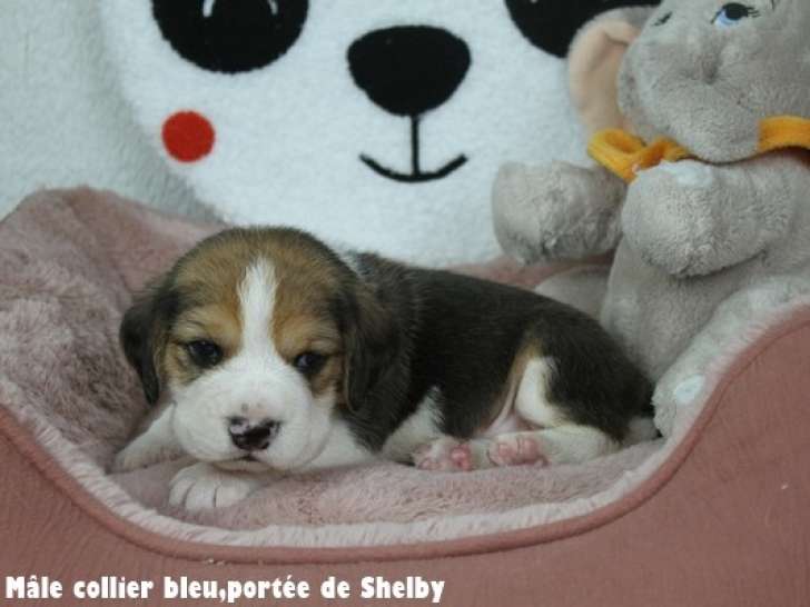 3 mâles et 3 femelles Beagle LOF à réserver