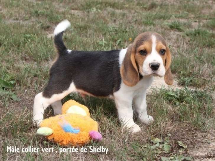 3 mâles et 3 femelles Beagle LOF à réserver
