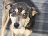 À adopter : chienne tricolore