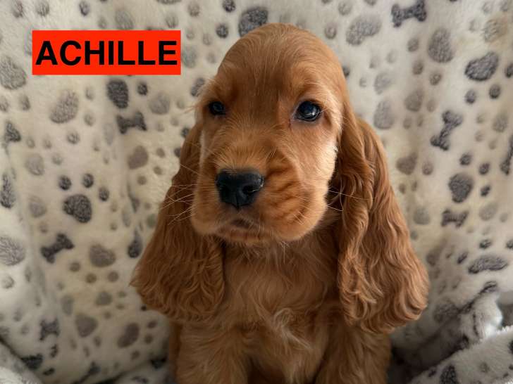 Chiots Cocker Anglais LOF à vendre