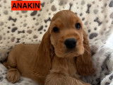 Chiots Cocker Anglais LOF à vendre
