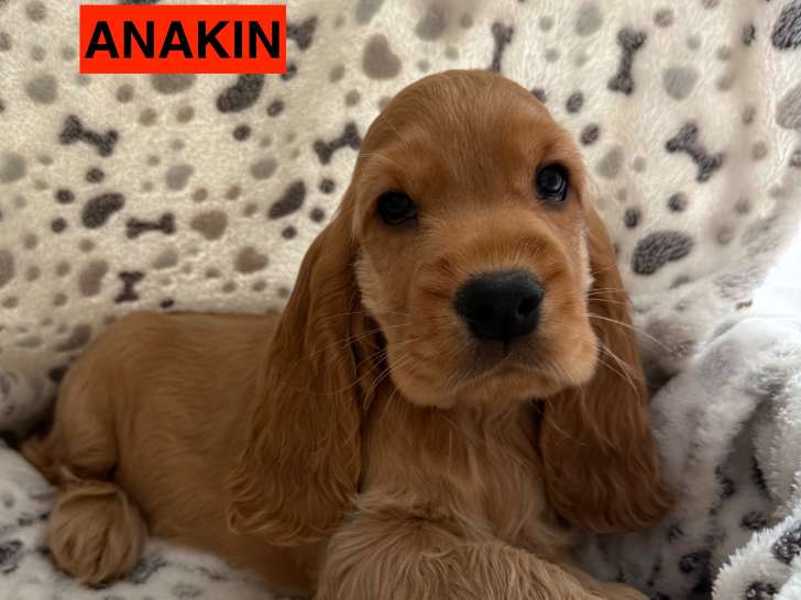 Chiots Cocker Anglais LOF à vendre