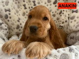 Chiots Cocker Anglais LOF à vendre