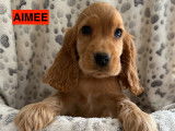 Chiots Cocker Anglais LOF à vendre