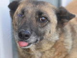 Disponible à l'adoption : chienne fauve charbonnée