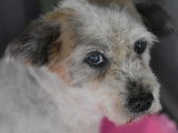 En attente d'adoption : chien âgé de 9 ans