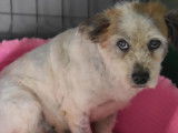 En attente d'adoption : chien âgé de 9 ans