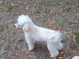 Chiot de race Caniche mâle à vendre