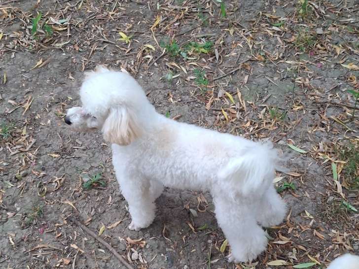 Chiot de race Caniche mâle à vendre