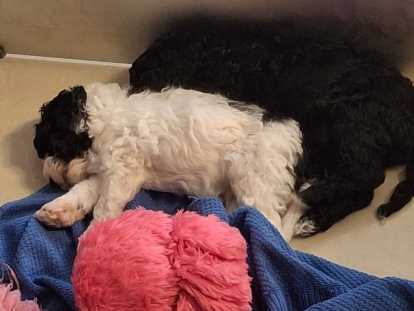 Chiot de race Caniche à réservé