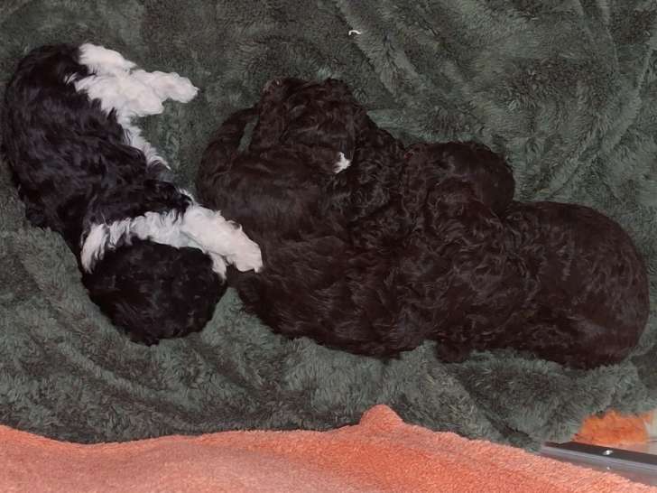 Chiot de race Caniche à réservé