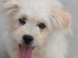 En attente d'adoption : chiot mâle blanc