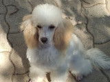 Chiot mâle Caniche nain fauve et blanc à vendre