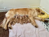 Chiots Golden Retriever LOF à vendre