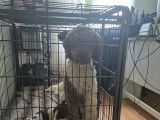 Chiots de race Goldendoodle à vendre (3 femelles & 3 mâles)