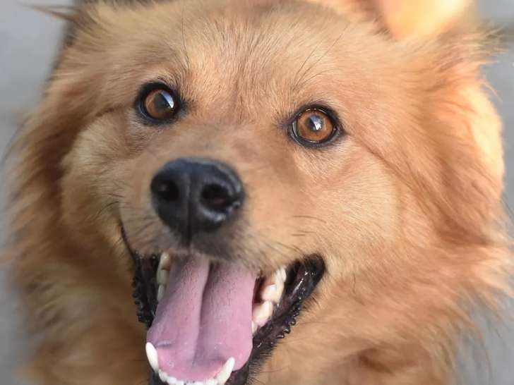 À accueillir : chien de couleur fauve