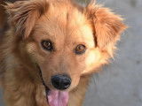 À accueillir : chien de couleur fauve