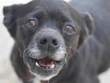 Adoption disponible : chienne de 10 ans
