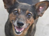 Chienne de 8 ans à adopter