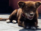 Chienne chocolat et blanche disponible à l'adoption