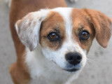 Chienne marron et blanche en attente d’un foyer