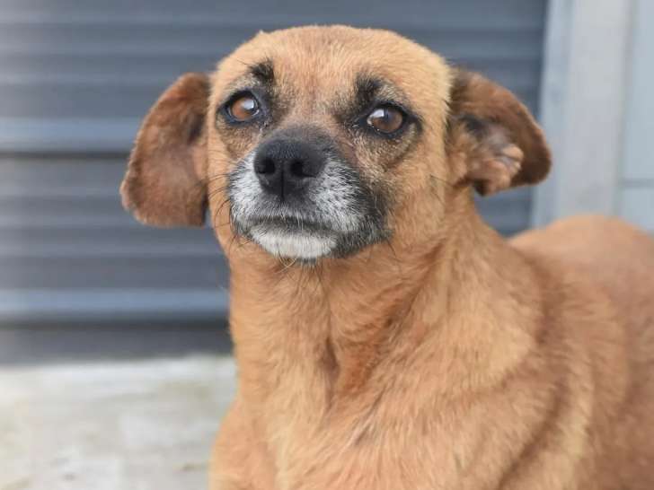 Chienne fauve à accueillir