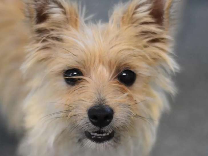 Chiot femelle de 7 mois en quête d’un foyer