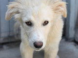 Adoption disponible : chiot femelle beige