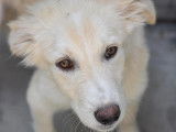 Adoption disponible : chiot femelle beige
