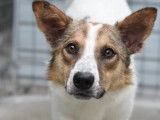 Chienne marron et blanche à la recherche d'une famille