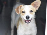 À adopter, chienne d’un an