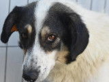 Disponible à l'adoption, chienne tricolore