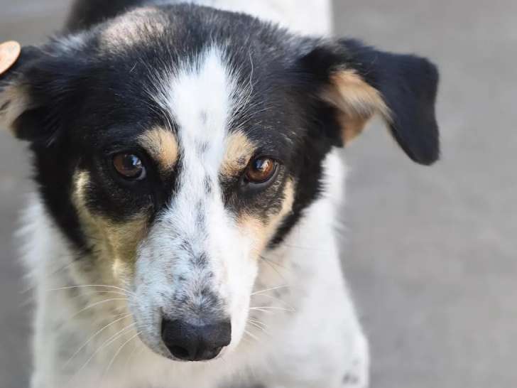 En attente d'adoption, chienne de deux ans