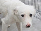 Prêt pour l’adoption, chiot femelle blanc