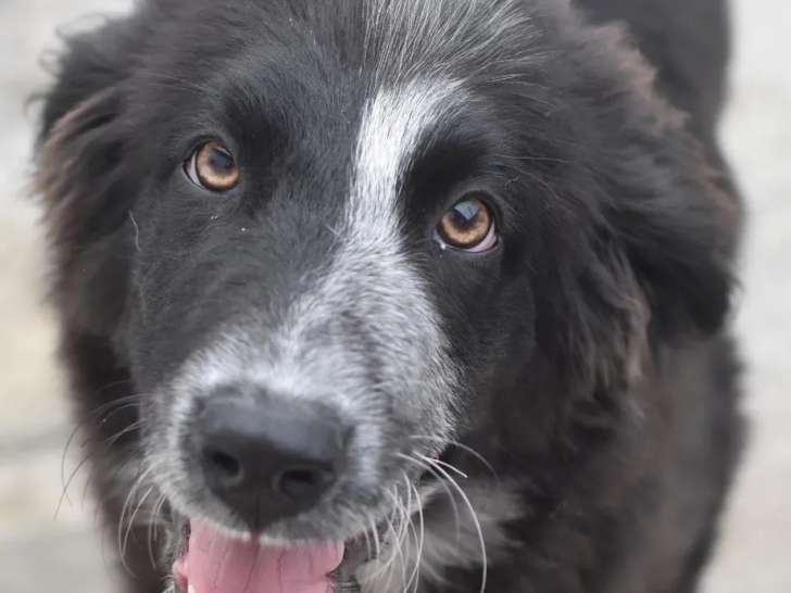 À accueillir, chiot femelle de 4 mois