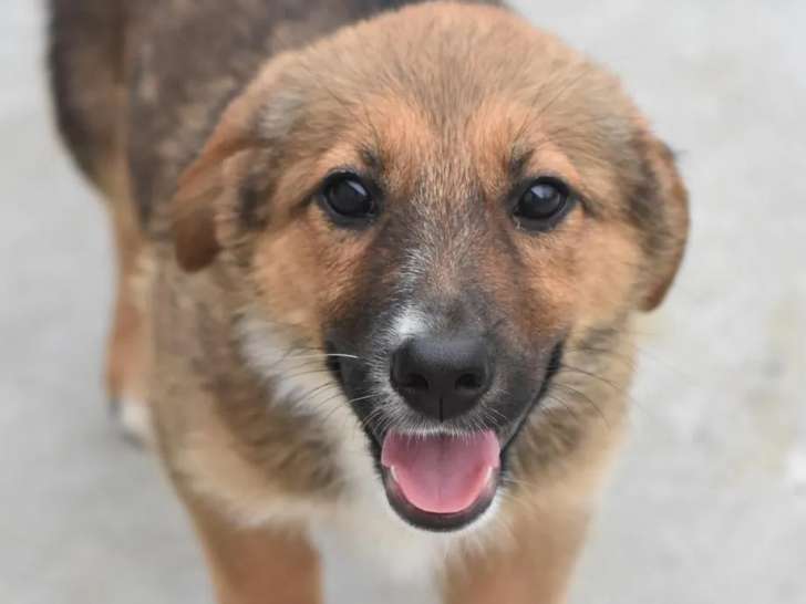 En quête d'un foyer, chiot femelle tricolore