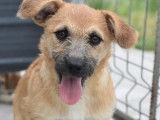 Adoption disponible : chiot femelle beige
