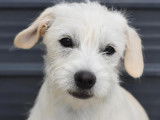 À la recherche d’un foyer, chiot femelle blanc