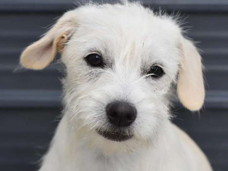 À la recherche d’un foyer, chiot femelle blanc