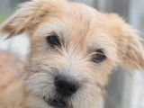 À adopter : chiot mâle de 2 mois