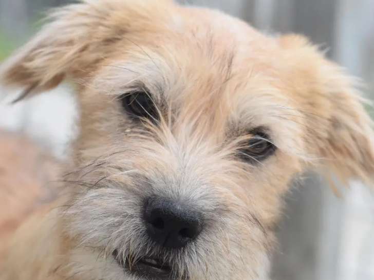 À adopter : chiot mâle de 2 mois