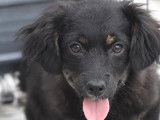Disponible à l'adoption : chiot femelle de 2 mois