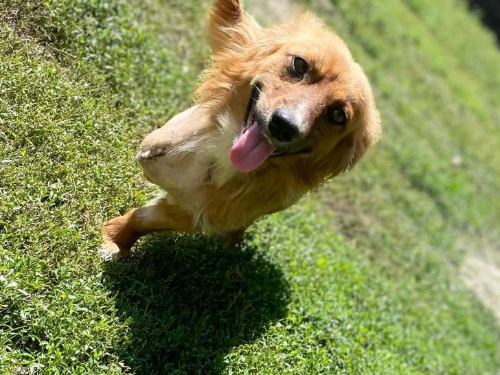 Ugo, chien de 4 ans à adopter